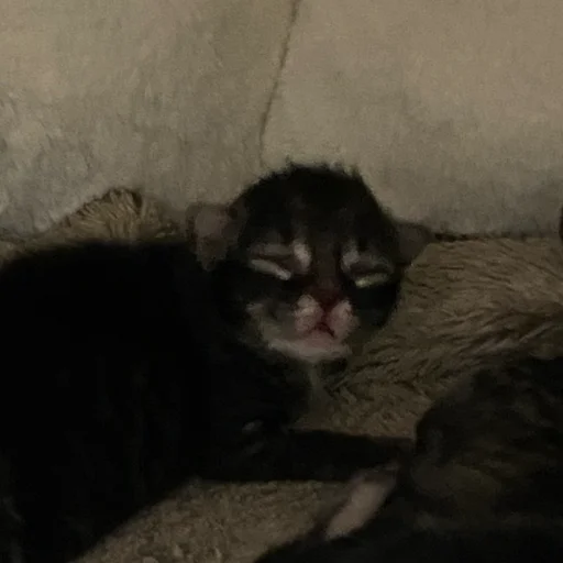Miso