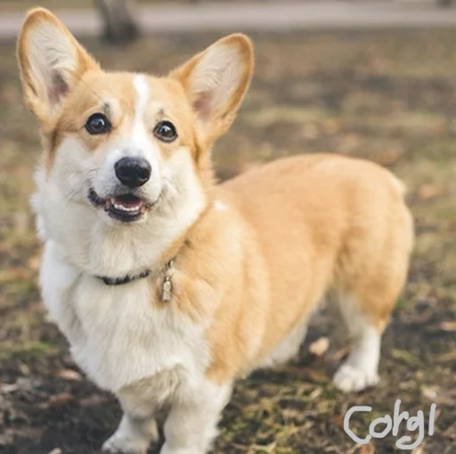 iftanfriendZ283:your buddy 