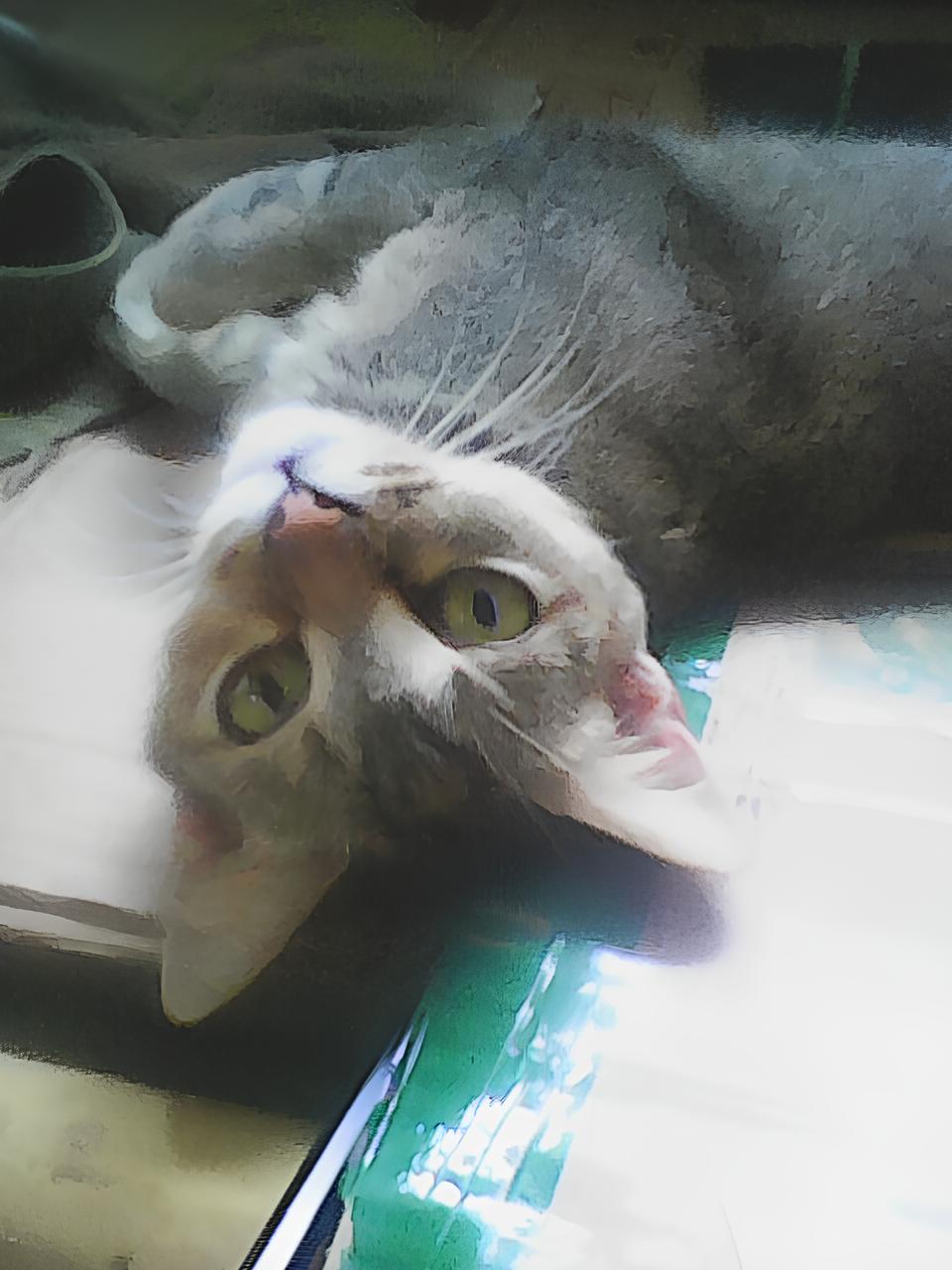 Katzenberg
